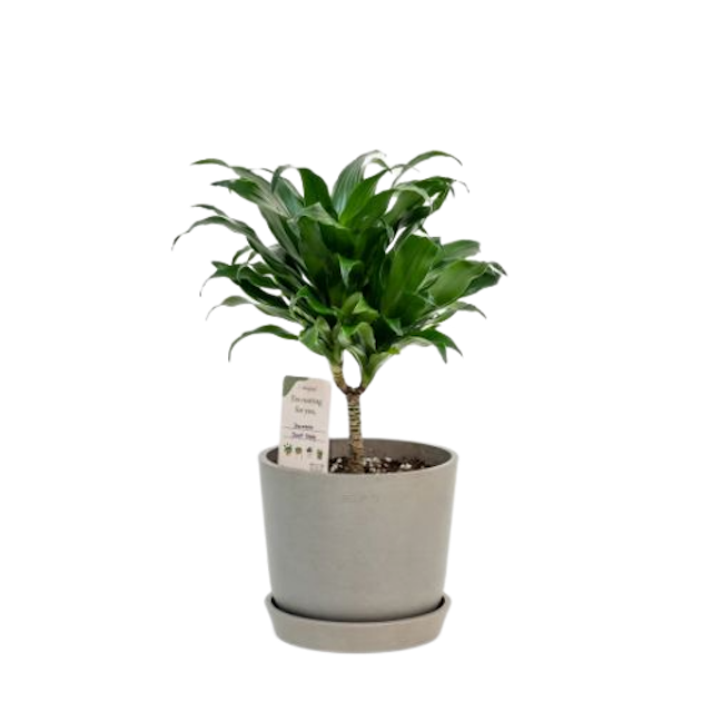 10 Best Air-Purifying Indoor Plants in the Philippines 2026 | Peace Lily, Snake Plant, and More 4