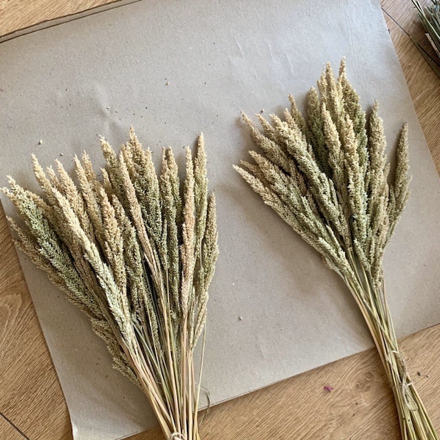 Dried Flower Trigo/Wheat  1