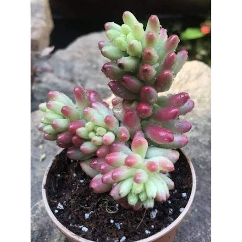 Pink Aurora Sedum 1