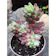 Pink Aurora Sedum 1