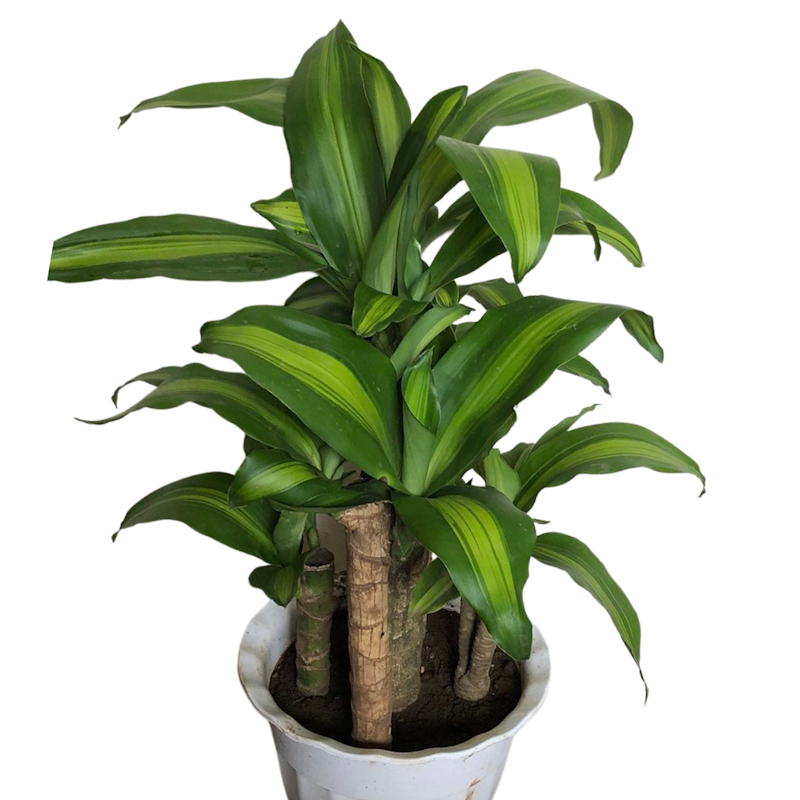 Corn Plant 1