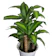 Corn Plant 1