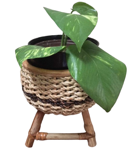Rattan Basket Egg Pot Design 1
