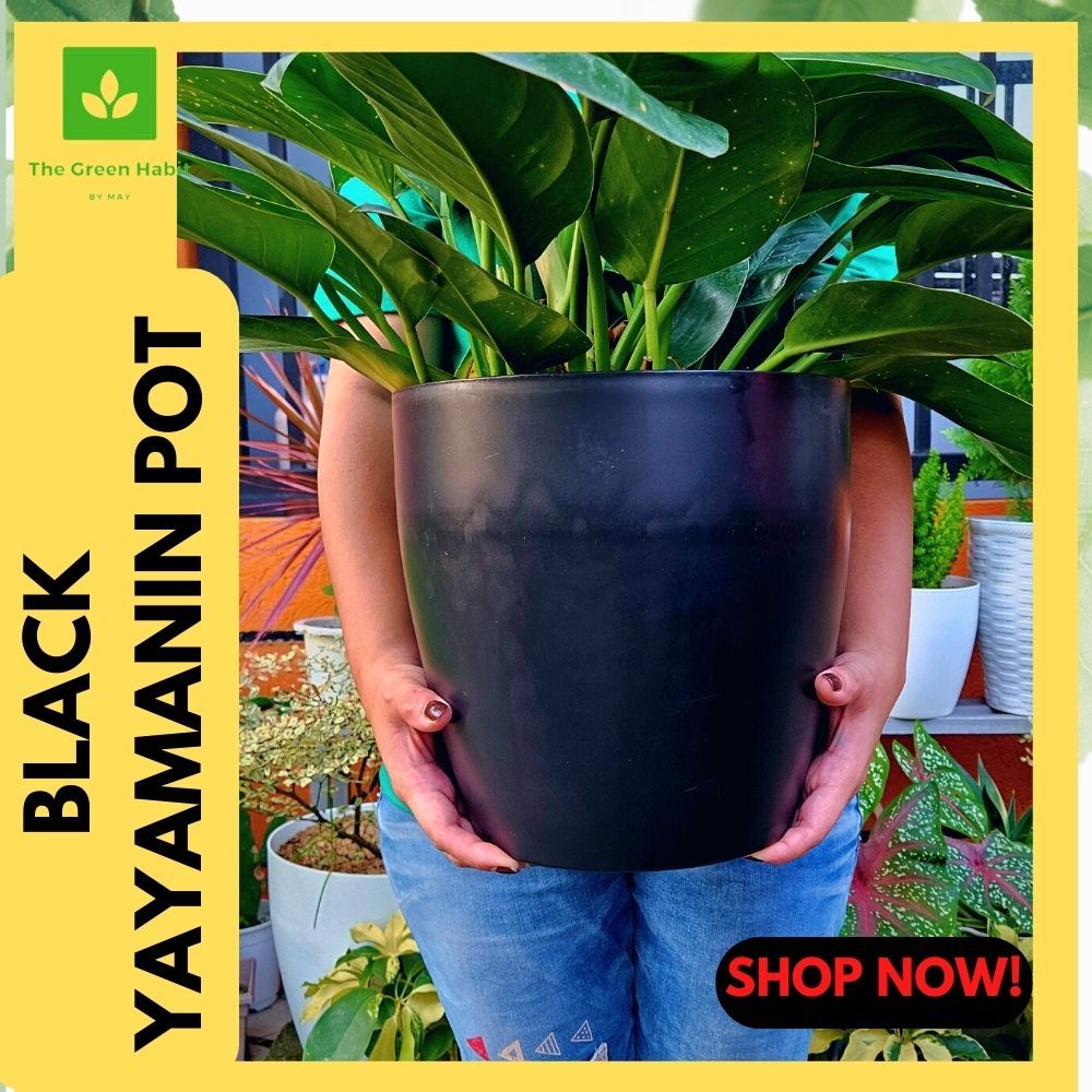 Elegant and Luxurious Pots 3