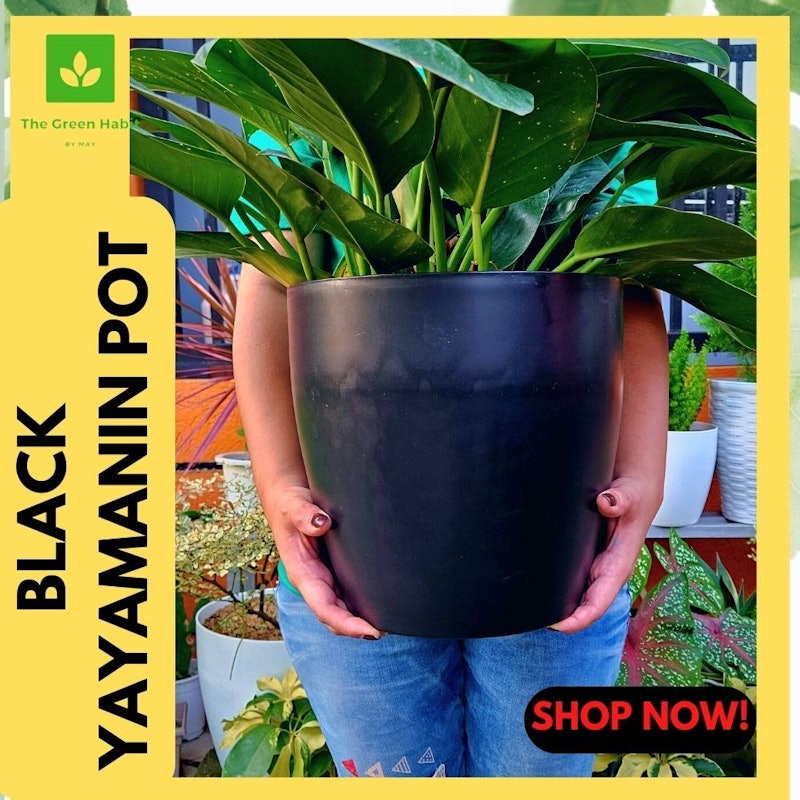 Elegant and Luxurious Pots 3