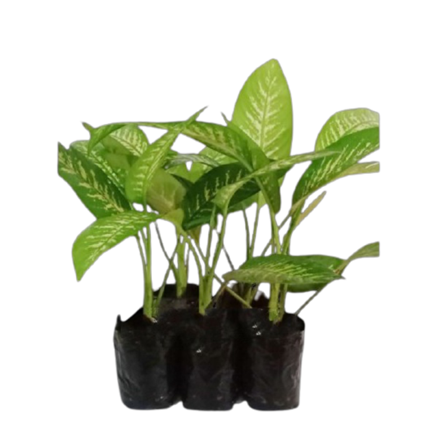 Dumb Cane Plant 1