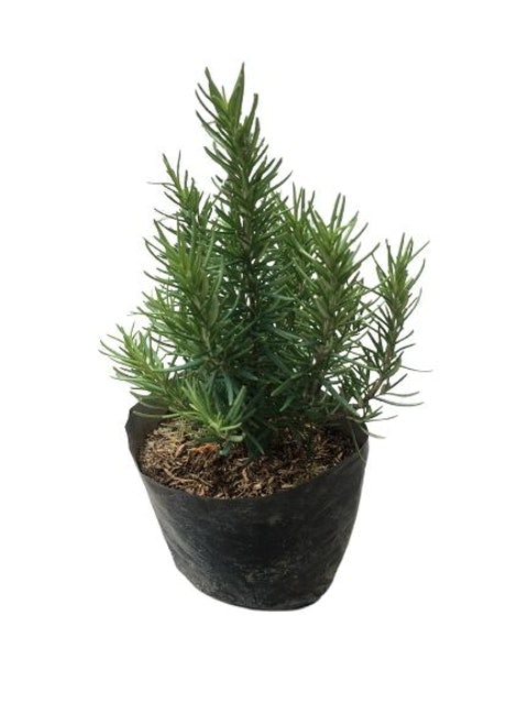 Rosemary 1