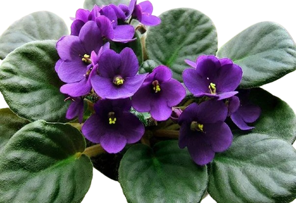 African Violet 1