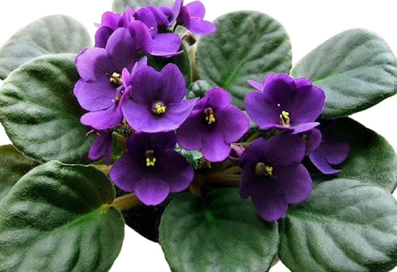 African Violet 1