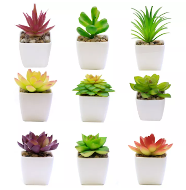 Mini Succulents 1
