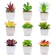Mini Succulents 1