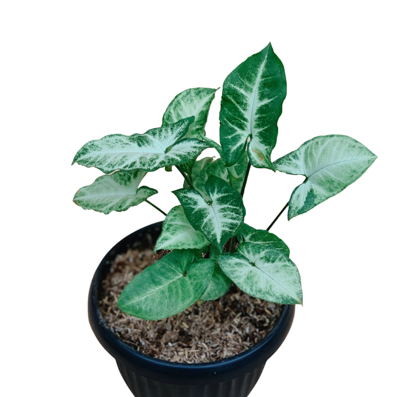 Arrowhead Plant 1