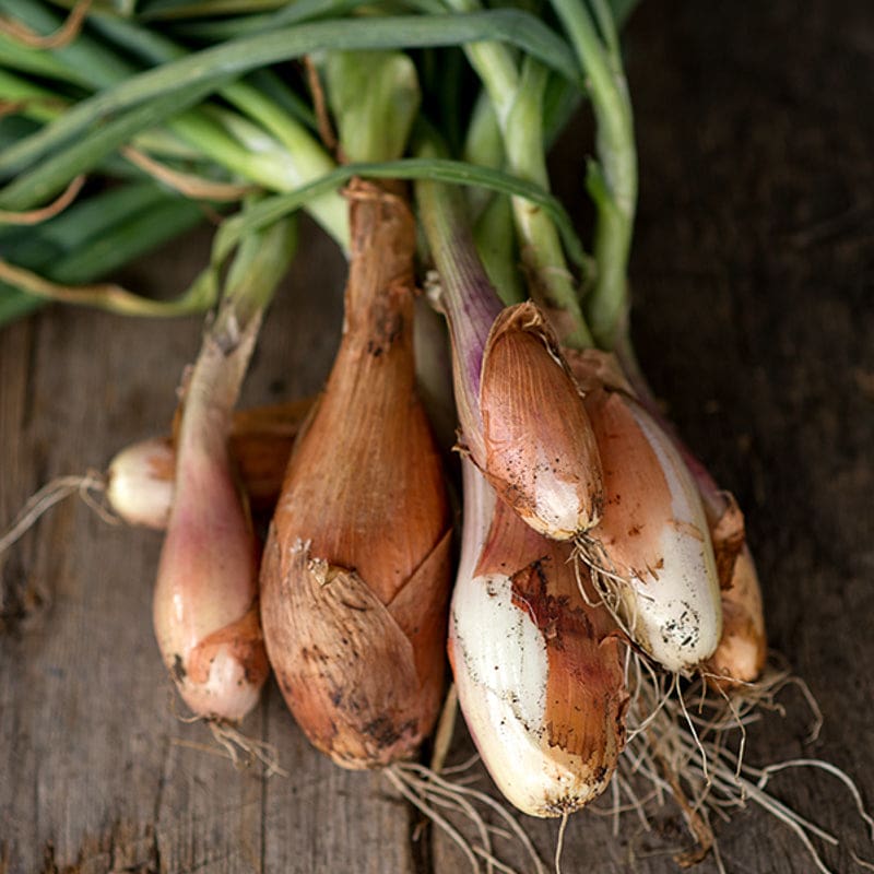Shallot Seeds 1
