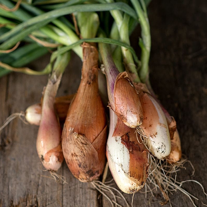 Shallot Seeds 1