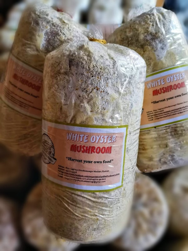 Mushroom Grow Kit 1