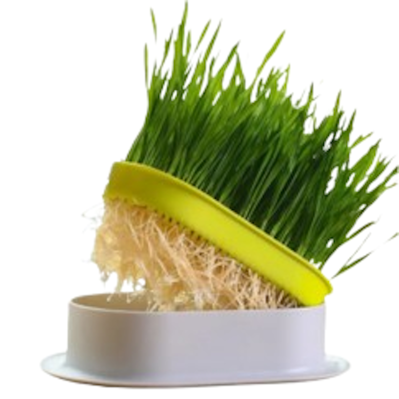 Organic Cat Grass 1