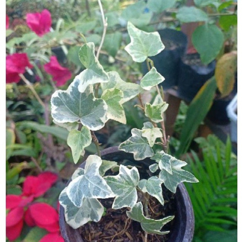 English Ivy 2