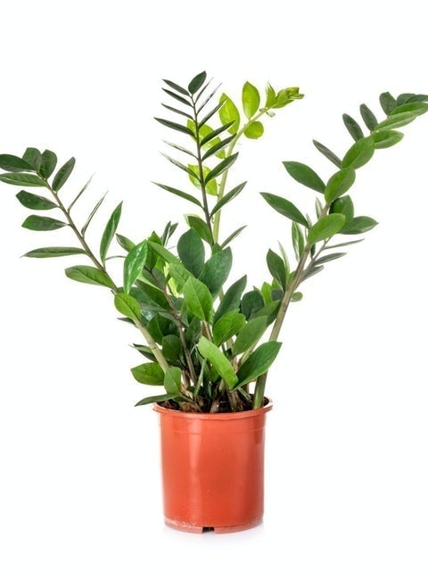 10 Best Desk Plants in the Philippines 2026 | Snake Plant, ZZ Plant, and More 2