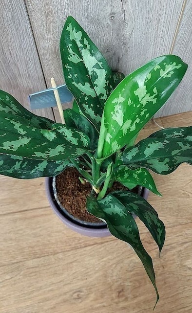 Chinese Evergreen 2