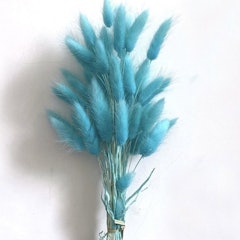 Rabbit Tail Grass Flower