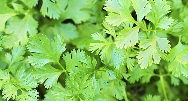 Cilantro Seeds 1