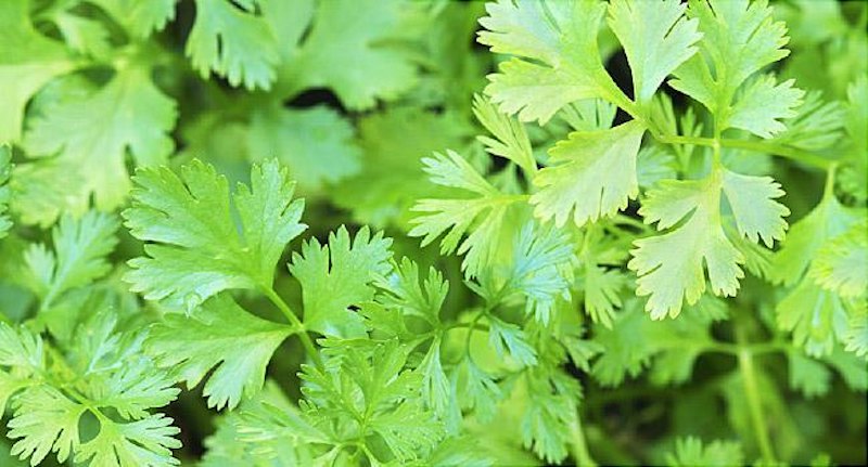 Cilantro Seeds 1