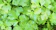 Farm Choice Cilantro Seeds 1