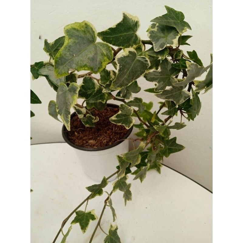 English Ivy 2