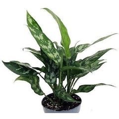 Chinese Evergreen