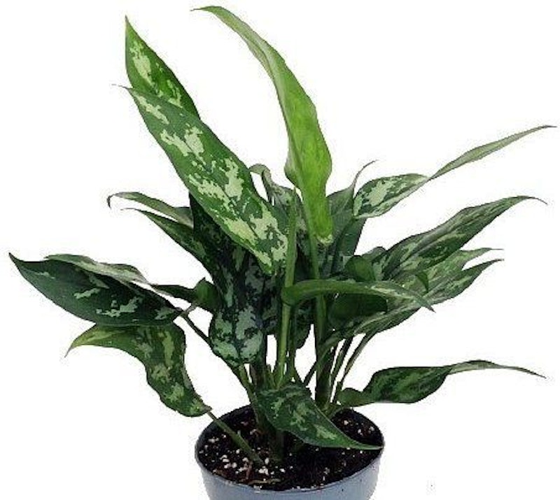 Chinese Evergreen 1