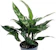 Chinese Evergreen 1
