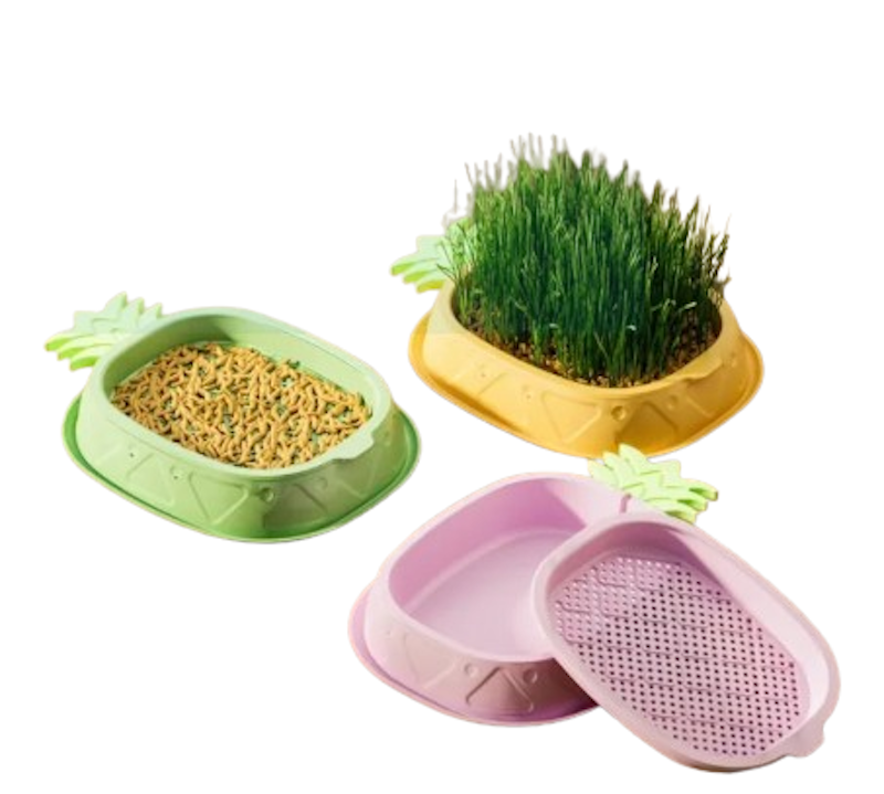 Cat Grass Seeds Box 1