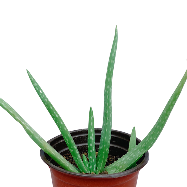 Aloe Vera Plant 3