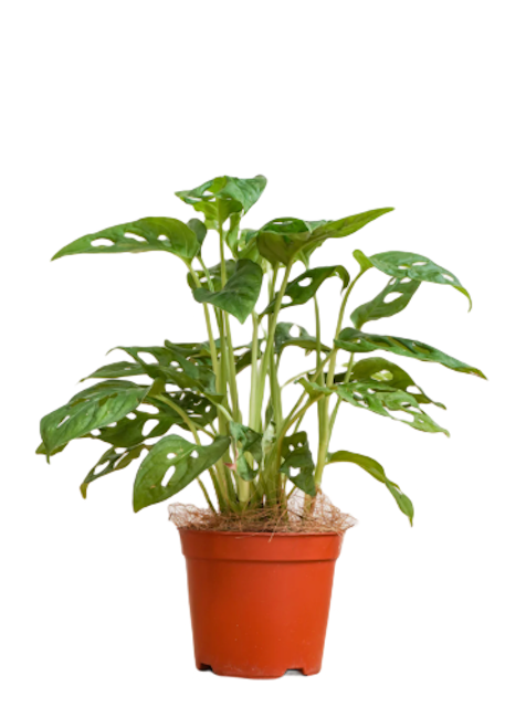 Monstera Adansonii 1