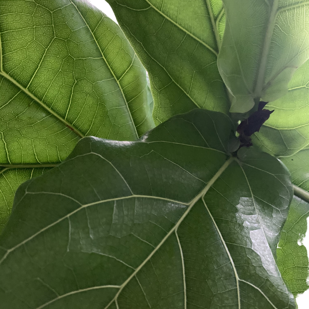 Fiddle-Leaf Fig 2