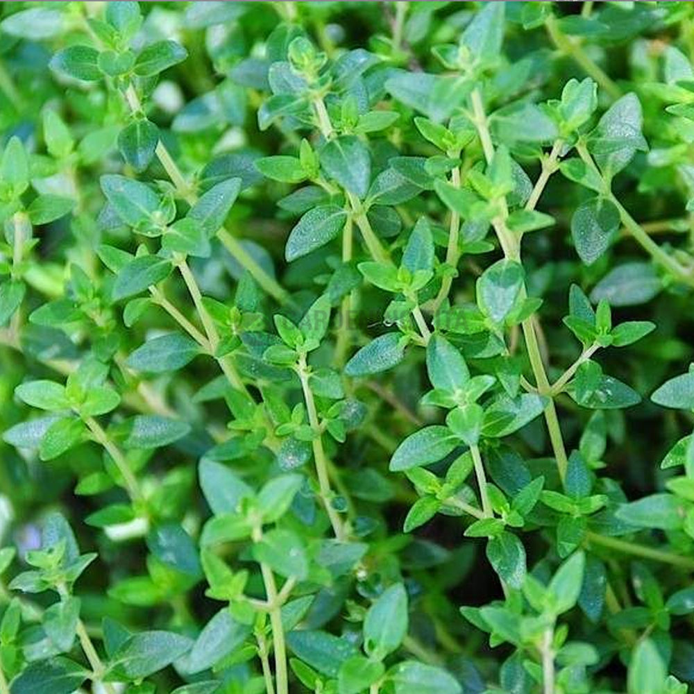 Thyme Herb Seeds 1