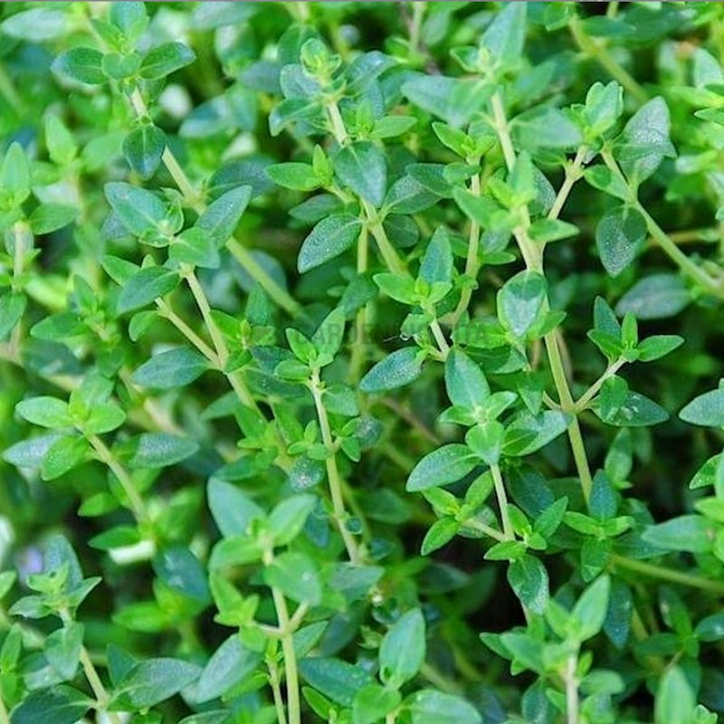 Thyme Herb Seeds 1