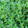 Gardening Tita Thyme Herb Seeds 1