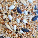 10 Best Bird Foods in the Philippines 2026 2