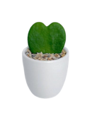 10 Best Beginner-Friendly Succulents in the Philippines 2026 | Domino, Sweetheart Hoya, and More 2