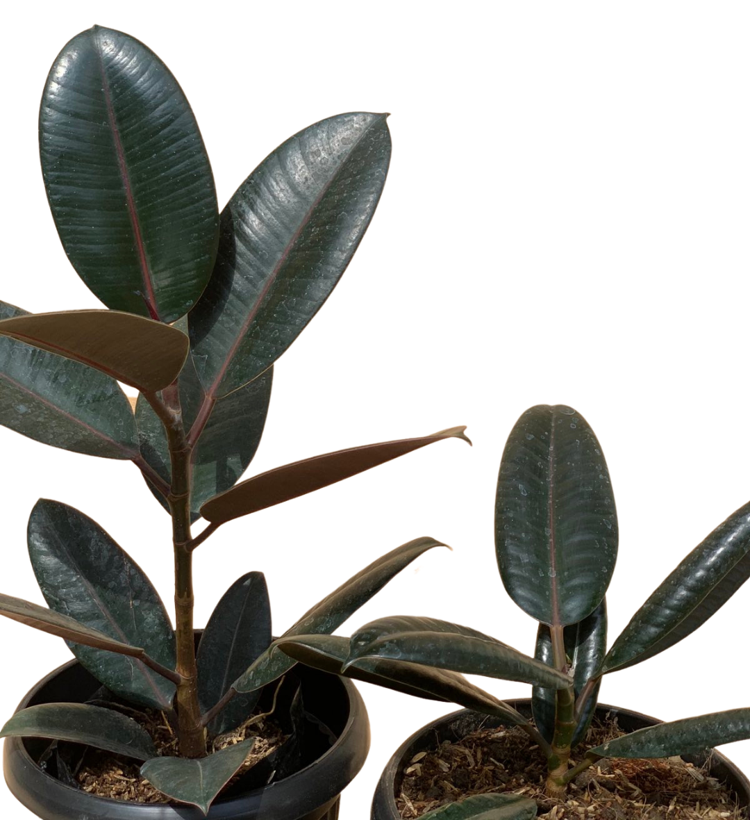 Rubber Tree 2