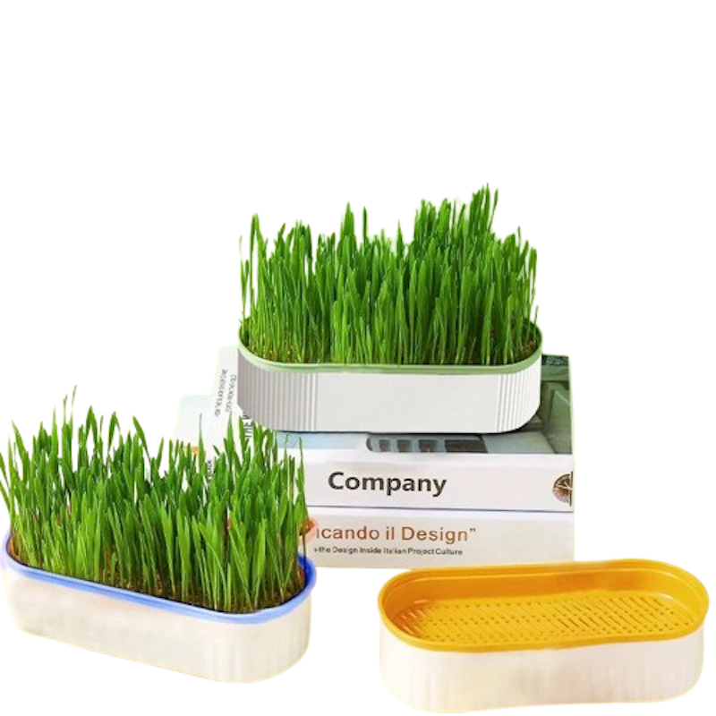 Organic Cat Grass Seed Box 1
