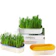 Petsup Organic Cat Grass Seed Box 1