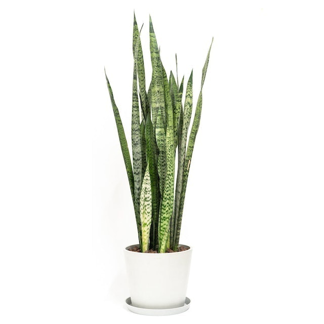 Snake Plant 1
