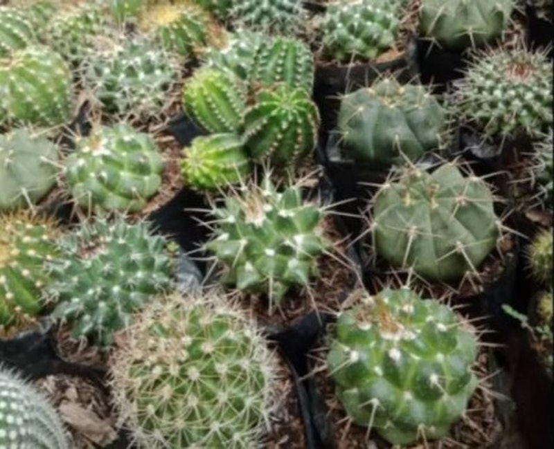 Cactus 1