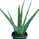Aloe Vera 1