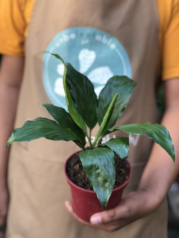 Peace Lily 2