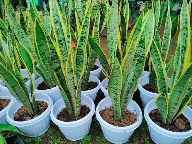 Snake Plant  3