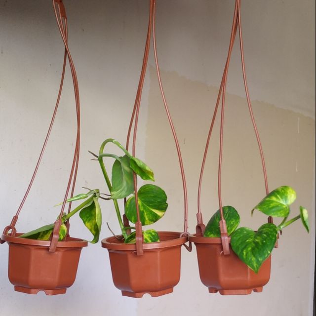 Plastic Hanging Wall Planter 4