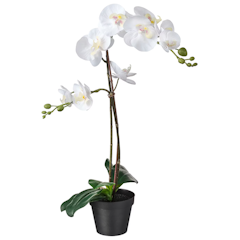 Fejka (Orchid)
